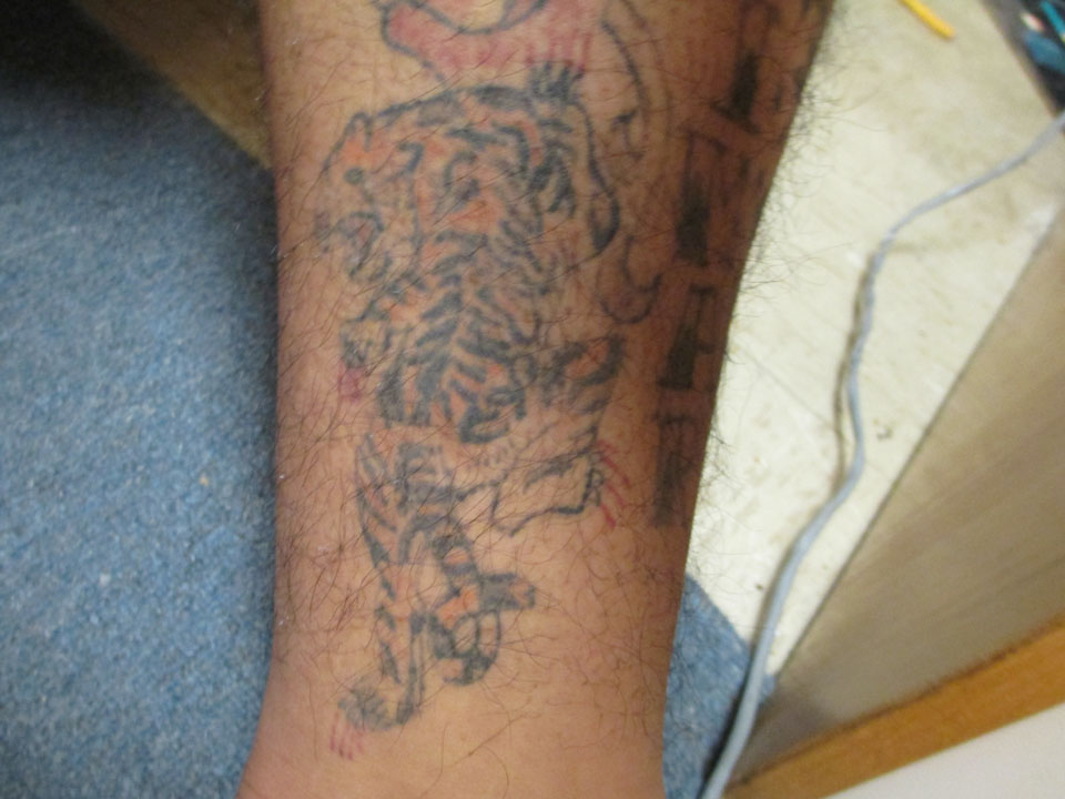 tiger