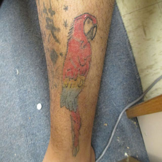 parrot