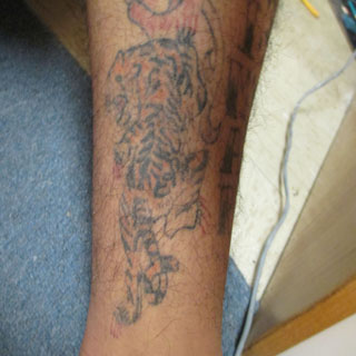 tiger