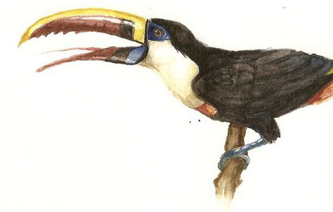 toucan